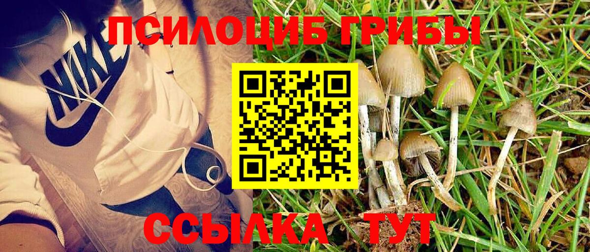 Псилоцибиновые грибы мицелий Ярославль
